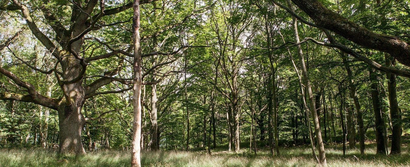 Cum poți contribui la împădurirea României printr-o mărturie unică
