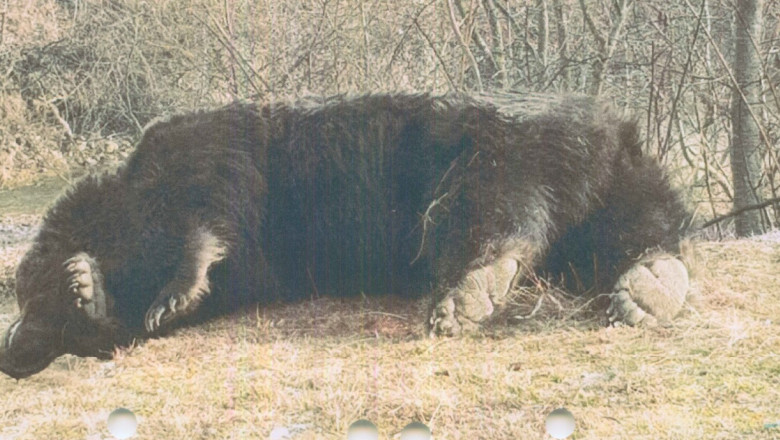A fost ucis cel mai mare urs din România! Cine e vinovatul