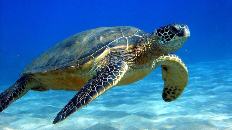 Turtles Rock! Astăzi este ziua mondială a broaștelor țestoase