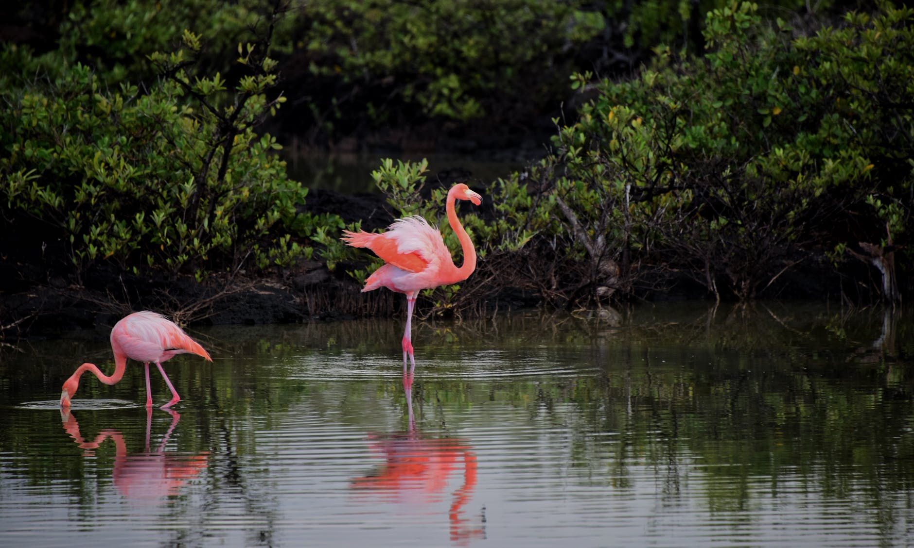 Imaginile superbe cu flamingo în Deltă i-au făcut pe turiști să le hăituiască. Păsările au părăsit zona