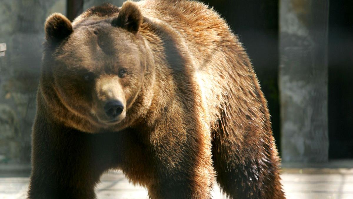 Cât costă să împuști un urs în România