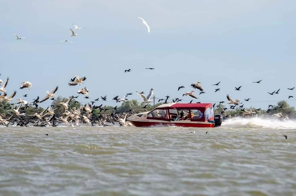 DELTA DUNĂRII. O barcă plină cu turiști a intrat într-un grup de pelicani