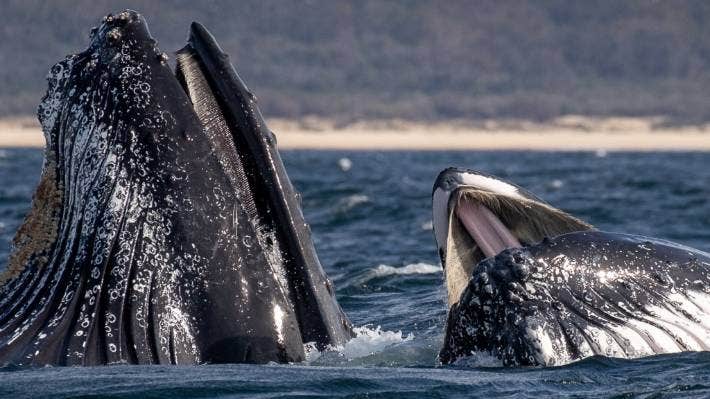 Un american a scăpat cu viață după ce a fost înghițit de o balenă