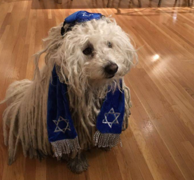 Câinele șefului de la FACEBOOK, ținta unui torent de insulte antisemite
