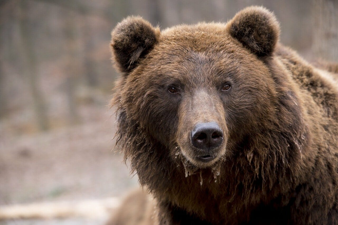 S-a dat OUG pentru capturarea și vânarea urșilor care devin agresivi