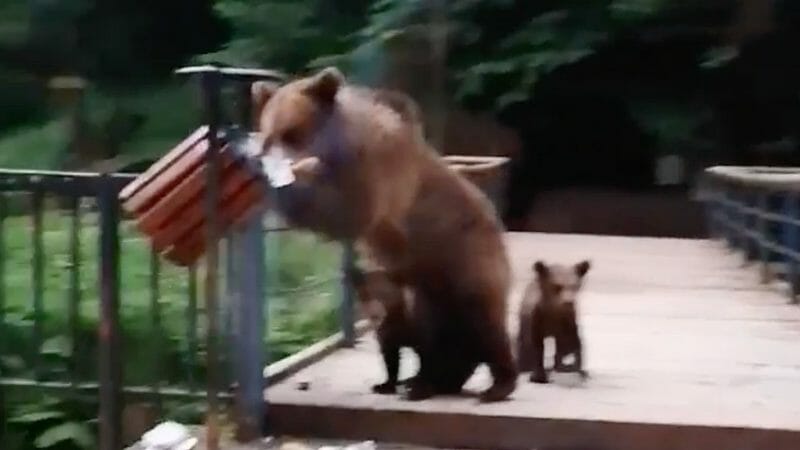 Urșii au provocat 14 incidente în weekend. Autoritățile sunt depășite
