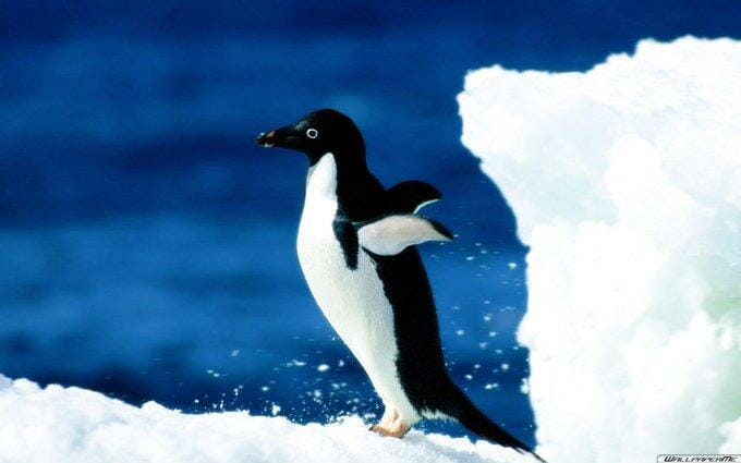 Un pinguin s-a trezit din greșeală la o distanță de 3.000 de km de ”casă”