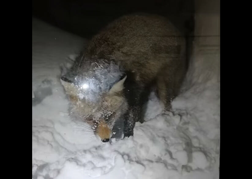 VIDEO – O vulpe face deszăpezirea pe Vârful Omu: curăță zăpada pentru recompense
