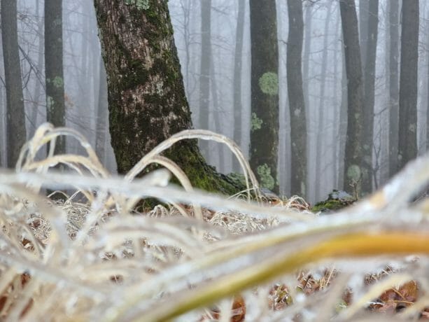 Foto: Cum arată o pădure din România după „freezing rain”