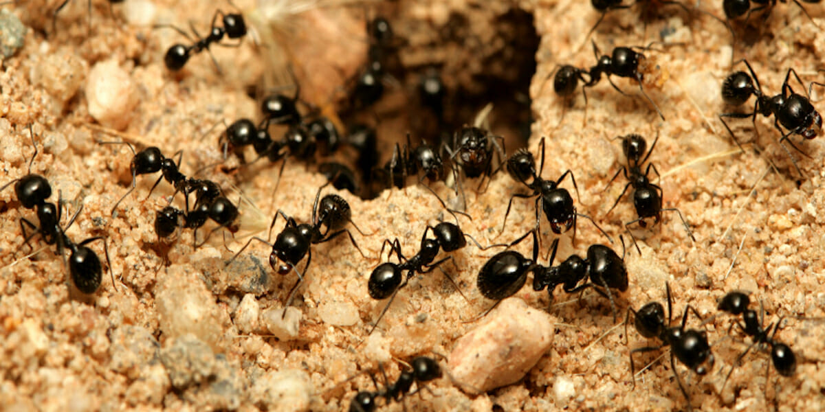 Cele mai eficiente metode prin care poți scăpa de furnici
