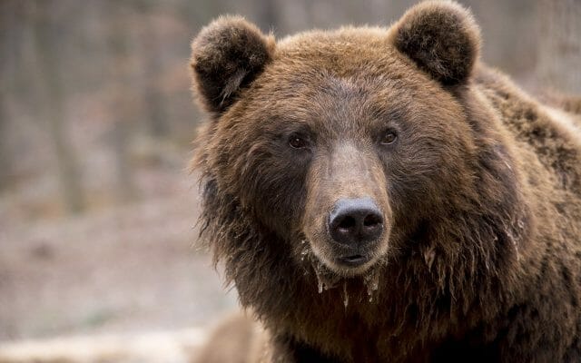 ALERTĂ! ”Dacă ieşi de pe domeniul schiabil din Poiana Braşov rişti să dai de urs”
