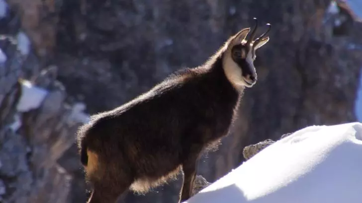 Imagini spectaculoase din munți. O capră neagră căută hrană sub zăpadă VIDEO