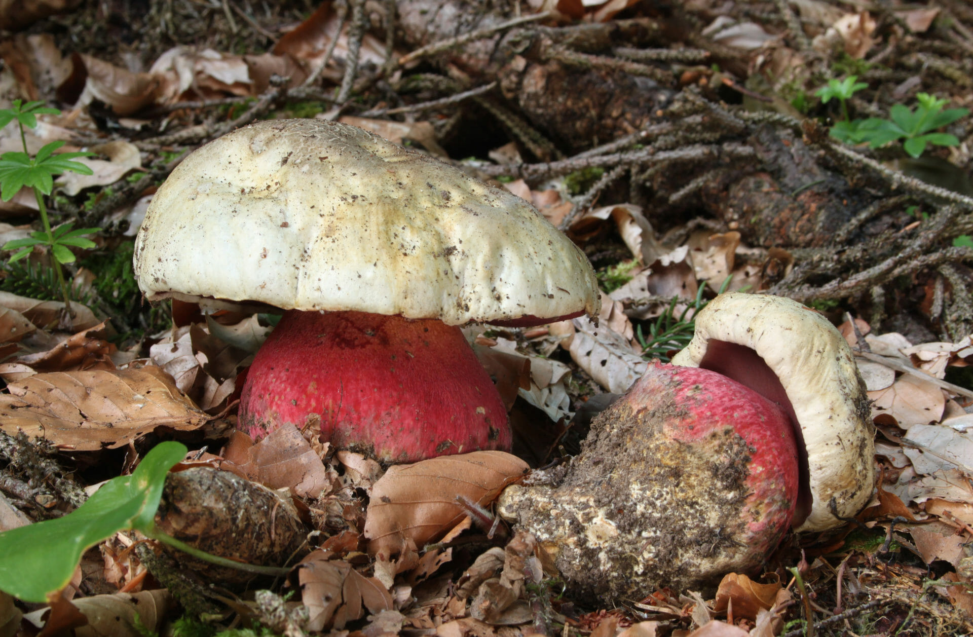 Cum să identifici ciupercile otrăvitoare și care sunt astfel de ciuperci prezente pe teritoriul României