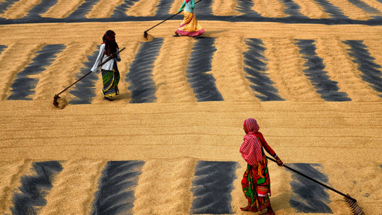 Poate India să hrănească întreaga planetă? Răspunsul stă sub cinci semne de întrebare