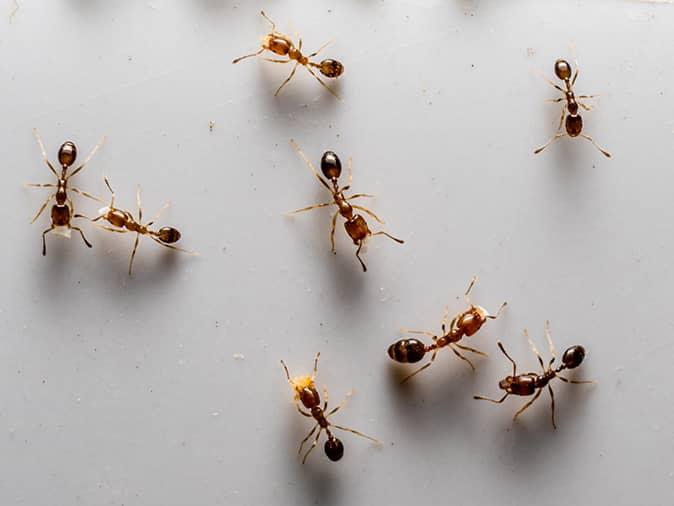 Cum poți scăpa de furnici dacă acestea au ajuns în interiorul casei 