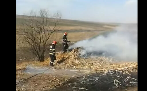 IADUL animalelor! Peste 330 de oi și capre au murit într-un incendiu, în Botoșani VIDEO