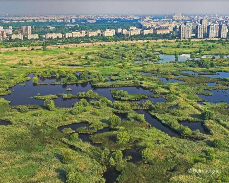 Conflict în Delta București! ”Administrația Parcul Natural Văcărești demolează infrastructura de vizitare a parcului”