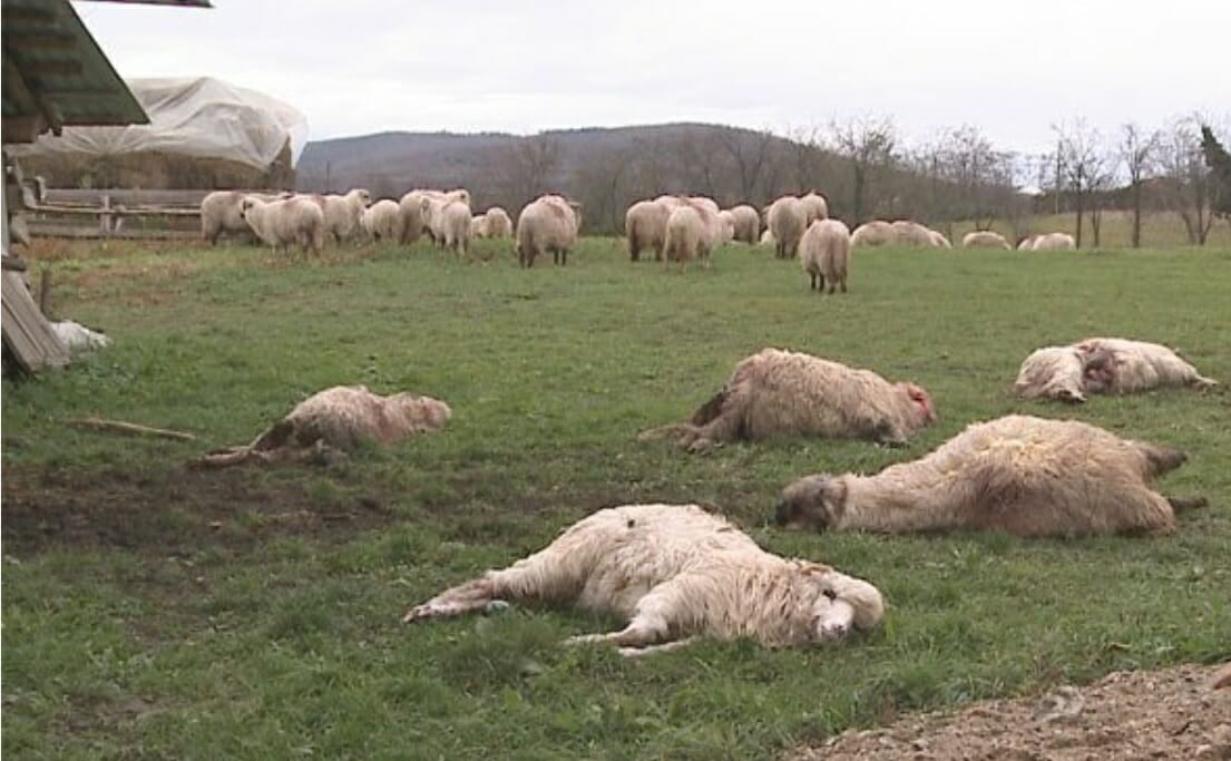 Lupii fac ravagii în Alba. Au ucis 120 de oi într-o noapte