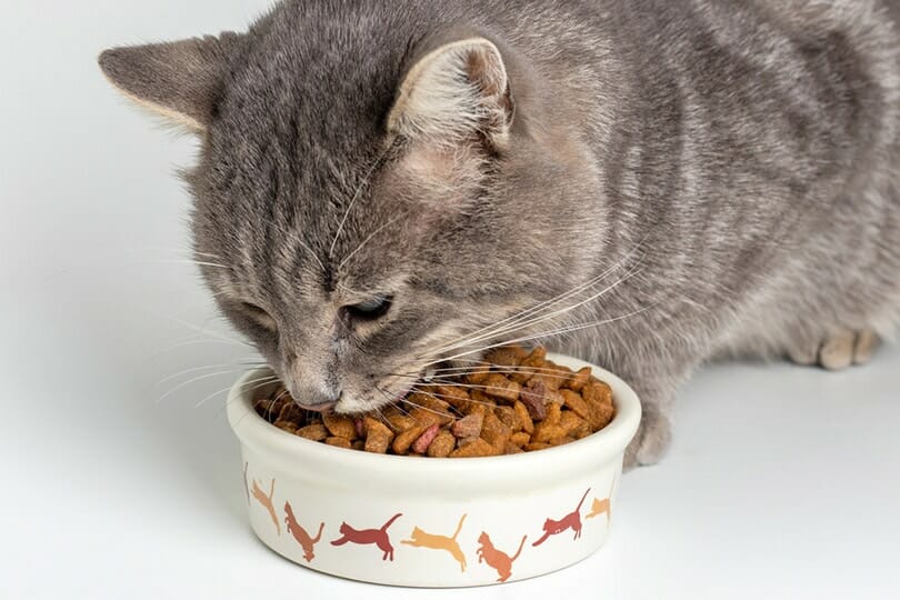 Ce mâncare este indicată pentru pisici. Uscată sau umedă 
