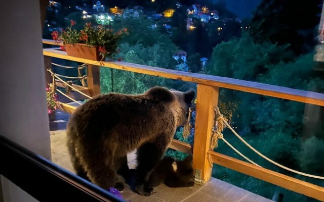 City managerul din Sinaia a avut ”musafiri” o ursoaică și puiul ei: ”Senzația de ursoaică cu pui la ușa ta crește pulsul”