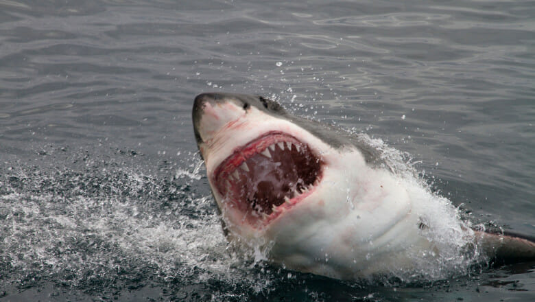 Turistele din România și Austria au fost ucise în Egipt de același rechin. De ce au fost atacate