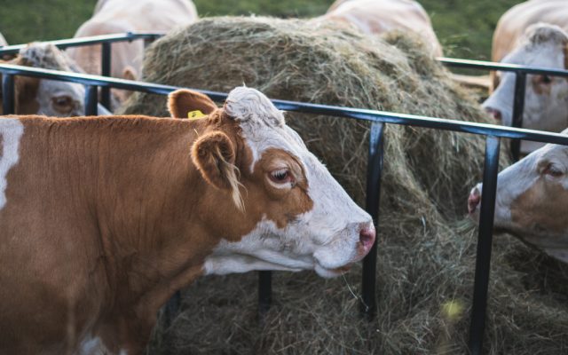 Fermier din Brașov: ”Am dat 100 de vaci de lapte la abator că nu aveam ce să le mai dau să mănânce” 