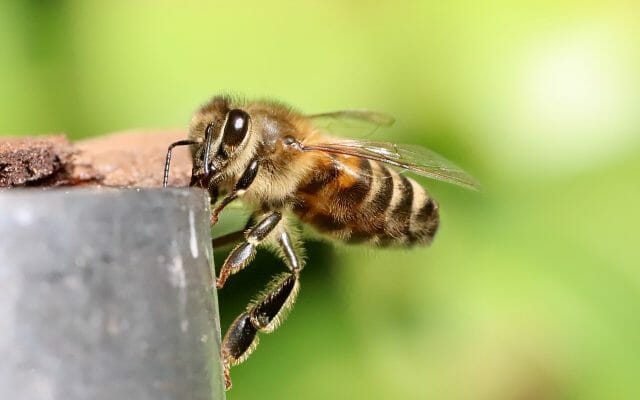 ”Covor de albine moarte”: Cum încalcă România interdicția UE privind insecticidele care ucid albinele – Politico