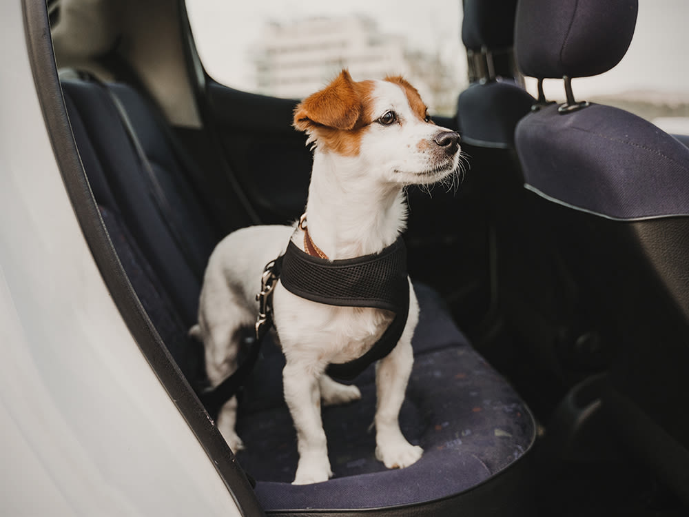 3 metode prin care poți să transporți animale cu mașina complet legal