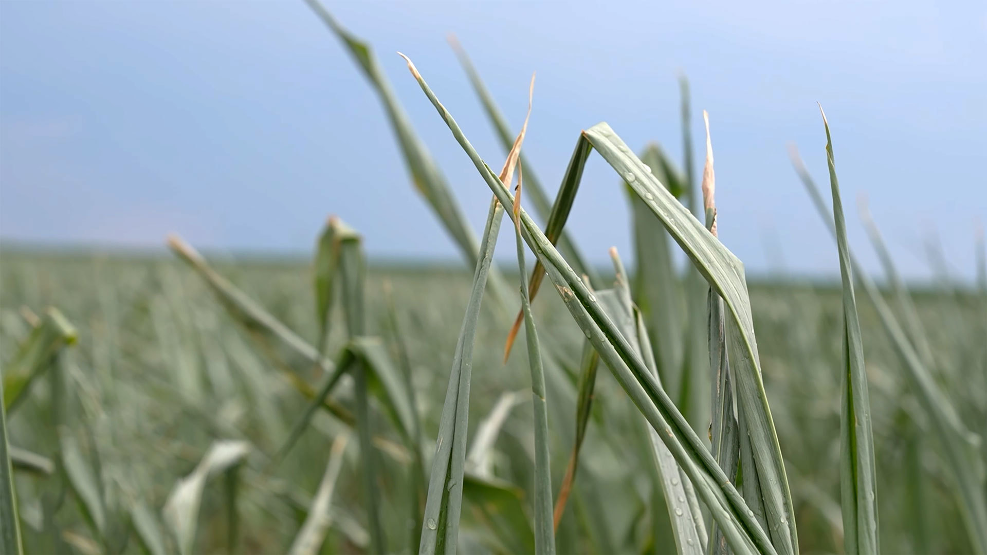 „Au existat unele progrese” în discuţiile dintre Ucraina, Rusia, Turcia şi ONU pe tema exportului de cereale, afirmă Zelenski