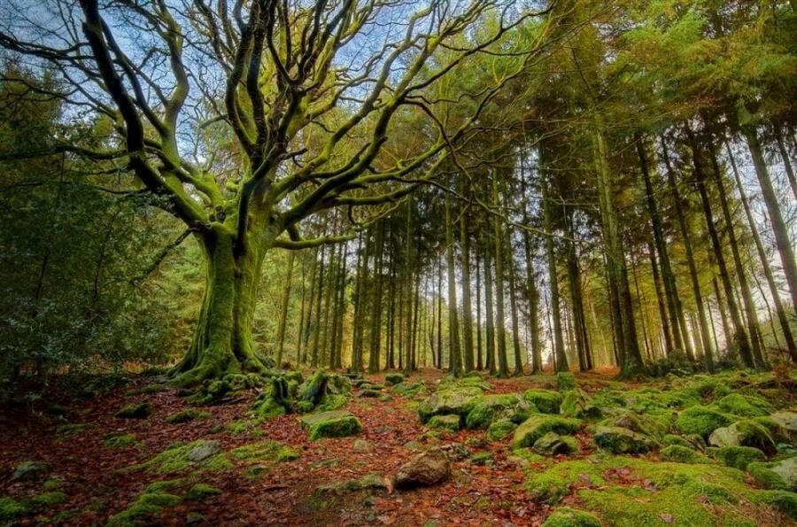 Care este cea mai veche pădure din România și câți ani are aceasta
