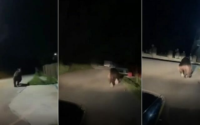 VIDEO Urs fugărit de localnici cu mașina  pe străzile dintr-o comună din Prahova