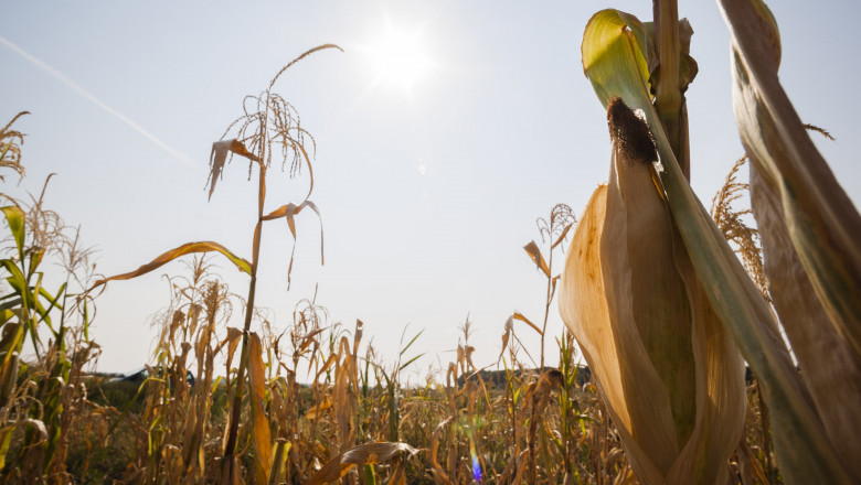 Bloomberg: Culturile de porumb din UE, în pericol. Aproape toată România e afectată de secetă