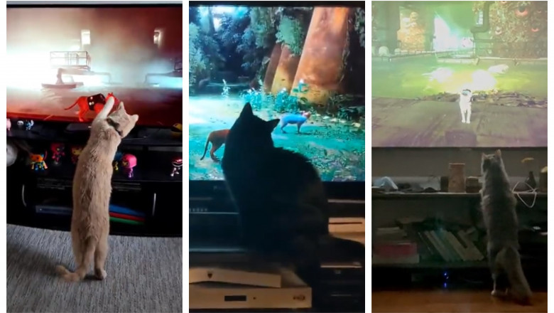Un joc video în care ești o pisică face furori pe internet. Și pisicile din viața reală sunt fericite