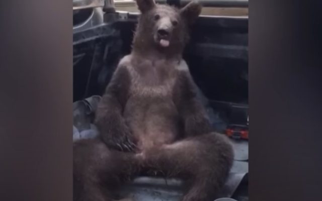 VIDEO Un pui de urs, „amețit” după ce a mâncat prea multă „miere nebună”, a fost salvat de pădurari