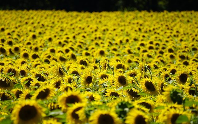 România, primul loc în UE la suprafața cultivată cu floarea-soarelui