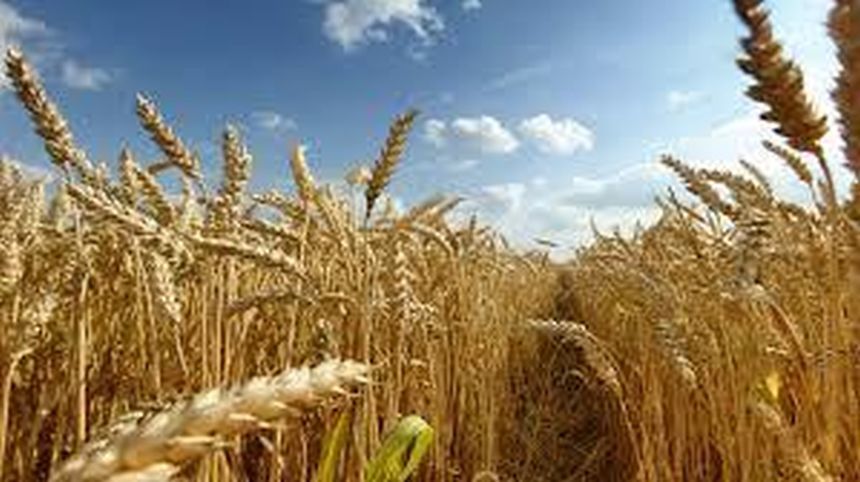Petre Daea dă vestea cea mare: ”Avem grâu necesar pentru țară și pentru export!”