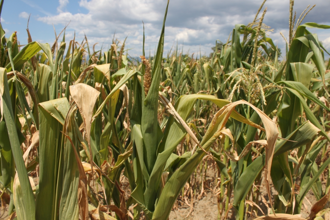 Ministrul Agriculturii a anunţat că peste 200.000 de hectare de porumb şi floarea soarelui sunt afectate din cauza secetei