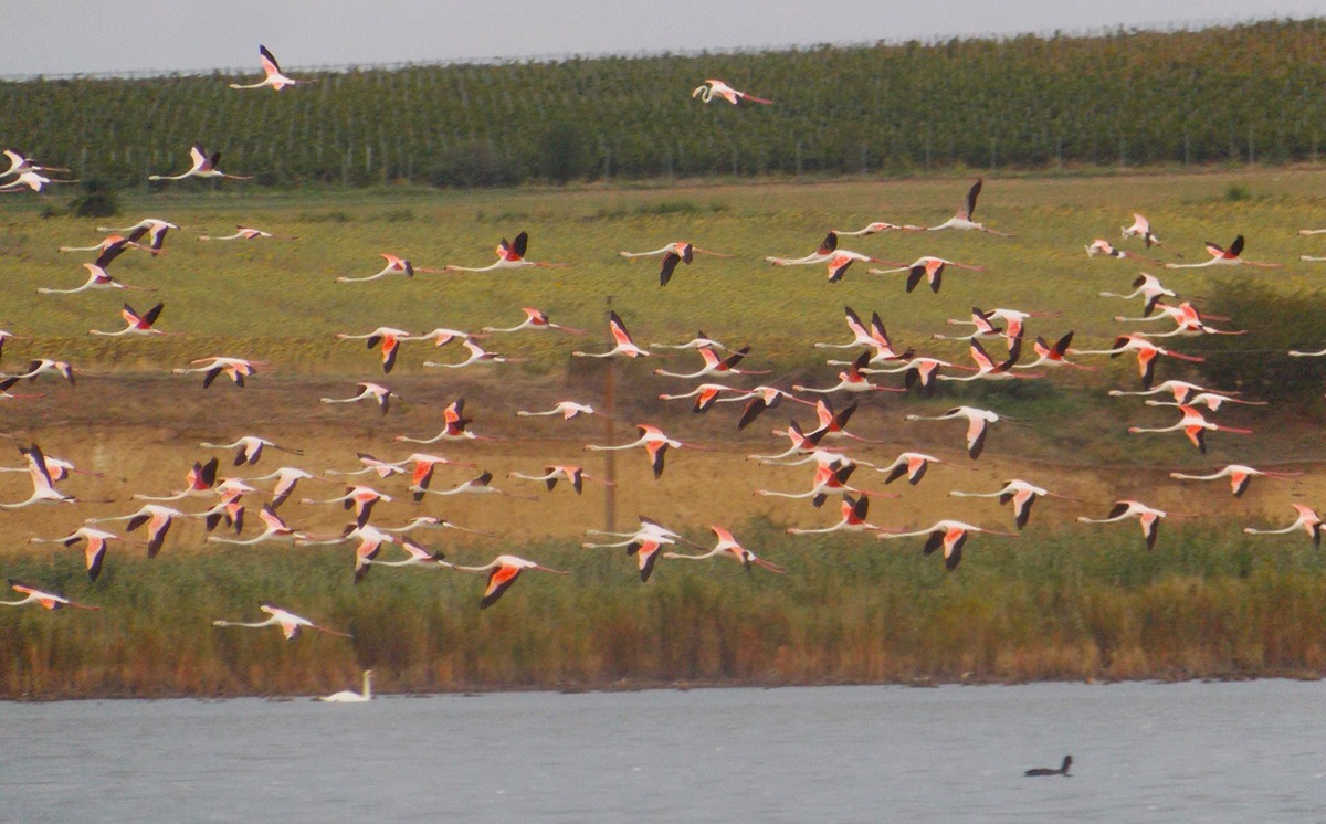 FOTO Imagini spectaculoase cu un stol de flamingo ajuns în Jurilovca. Sute de păsări au fost admirate pe Razim Sinoe