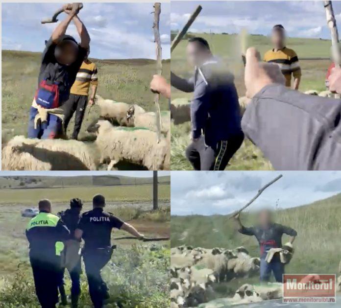 Angajații unei stațiuni de cercetare din Botoșani, fugăriți cu bâtele de ciobani! ”A început jihadul, am crezut că ne omoară acolo” VIDEO