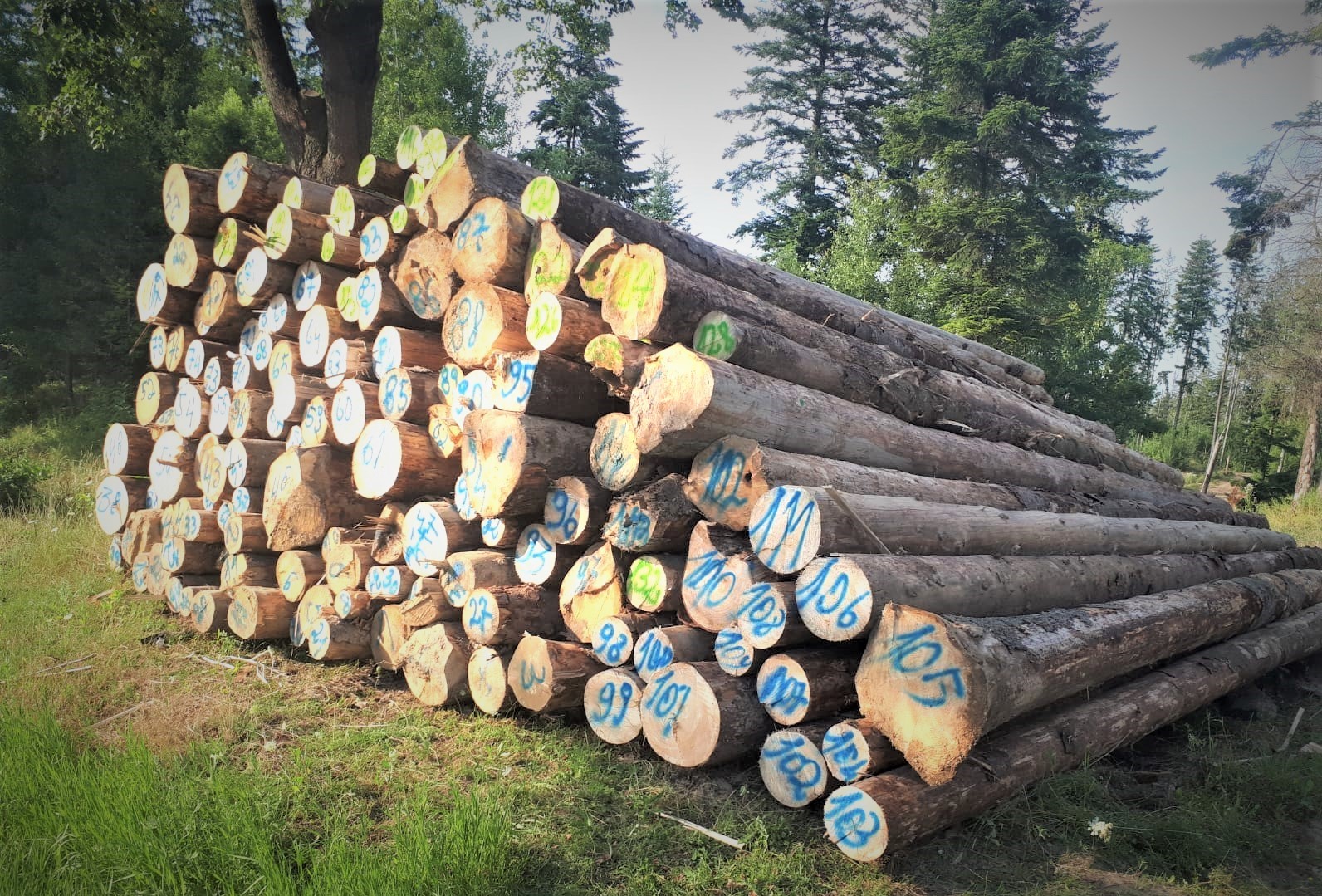 INS: Companiile au exploatat anul trecut 19,44 milioane metri cubi de lemn, în scădere cu 1,7% faţă de anul 2020