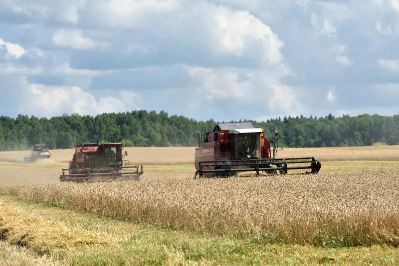 Rusia a obținut o producție record de grâu, dar nu prea poate să-l exporte și nici nu mai are silozuri unde să-l țină