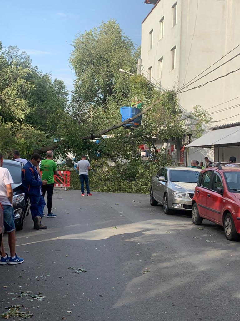 Copac căzut pe strada Cernișoara. În apropiere se află o școală
