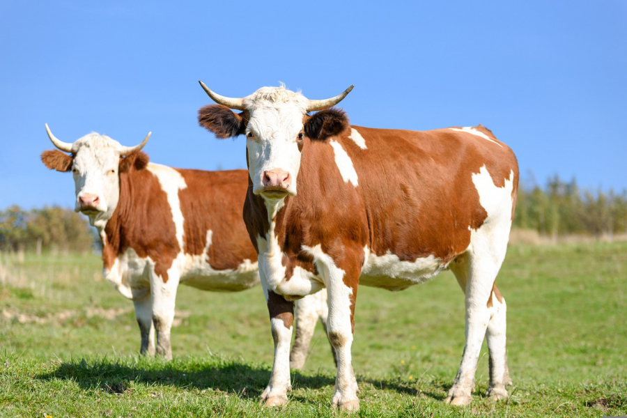 INS: România avea la 1 iunie un număr de 1,85 milioane bovine, în scădere uşoară faţă de 1 iunie 2021