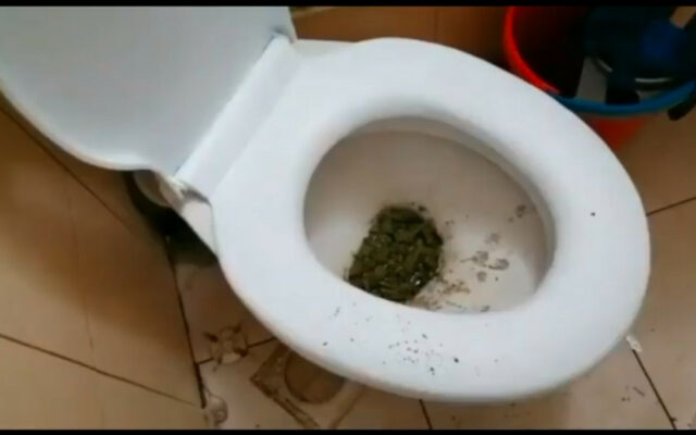 VIDEO A aruncat iarba în toaletă când au intrat mascații. Polițiștii fac percheziții la persoane suspectate de trafic de droguri