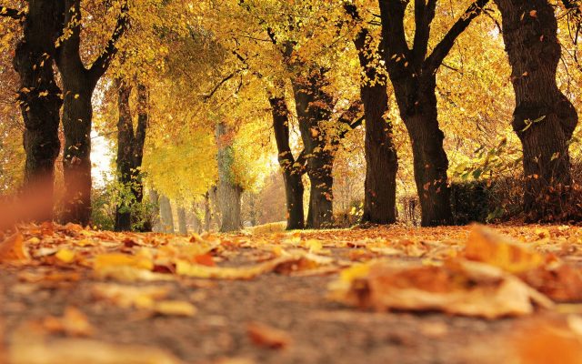 Cum va fi vremea în octombrie: Zile însorite, nopţi reci şi brumă în luna octombrie, dar şi temperaturi de 38 de grade Celsius