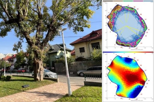 Proiect inedit la Sectorul 2 al Capitalei: Tomografierea copacilor