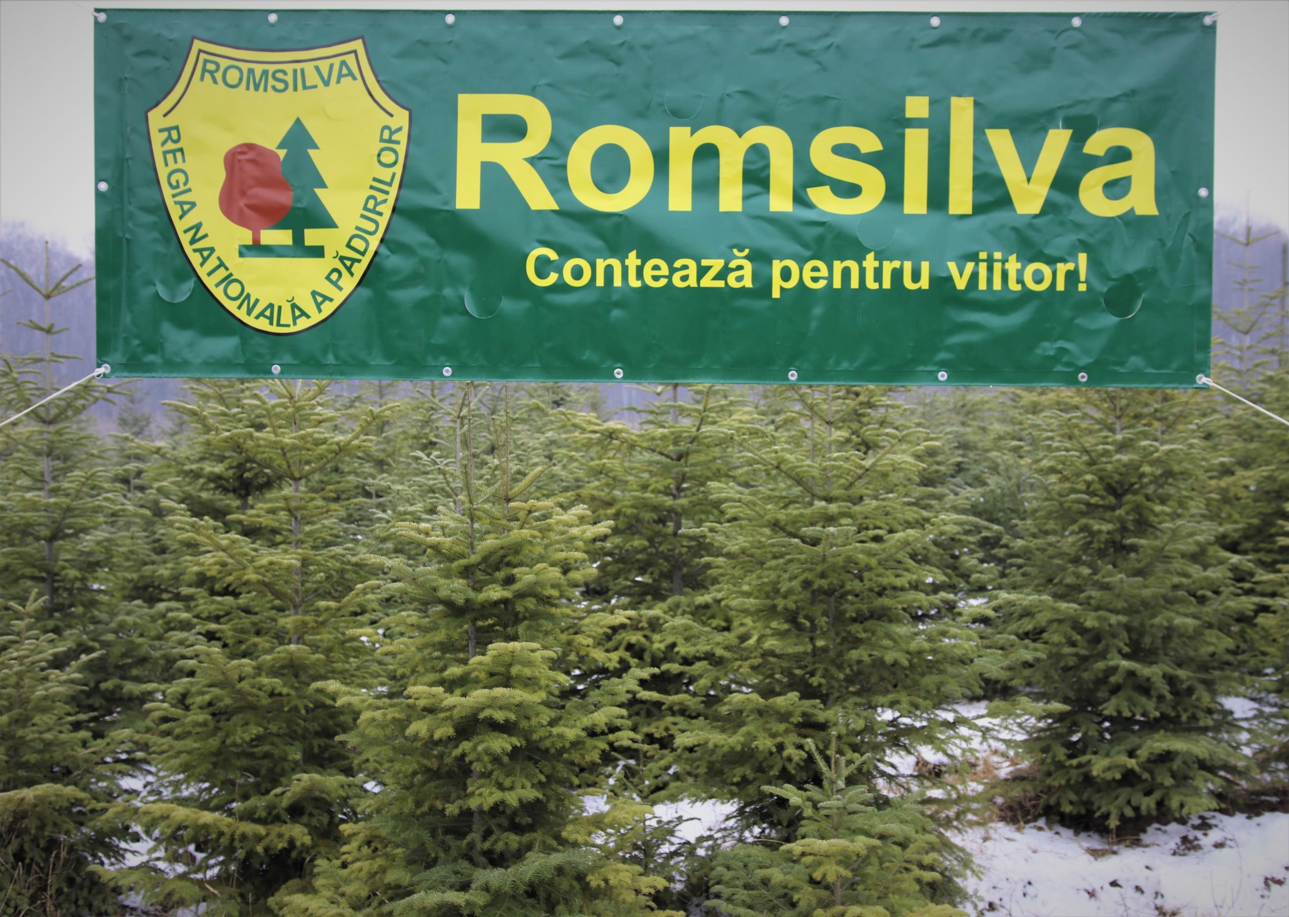 Romsilva oferă spre vânzare peste 30.000 de pomi de Crăciun în sezonul sărbătorilor de iarnă