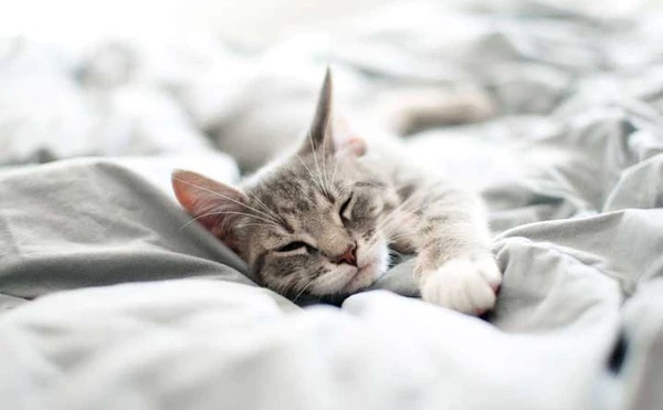 Dicționarul de vise: Ce înseamnă când visezi o pisică bolnavă