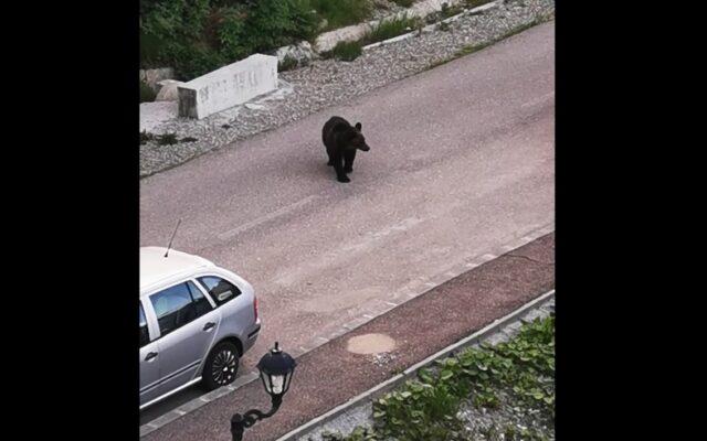 VIDEO Urs filmat ziua, în apropierea unui loc de joacă din Predeal. Zona era plină de copii 