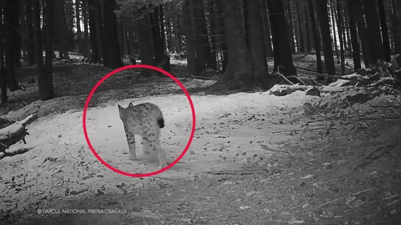 VIDEO viral. Ce animale au fost filmate de o cameră de supraveghere în Piatra Craiului timp de 60 de zile